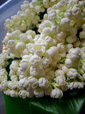 Premium Realistic Artificial Jasmine Flower (1 muzham/16 inches)
