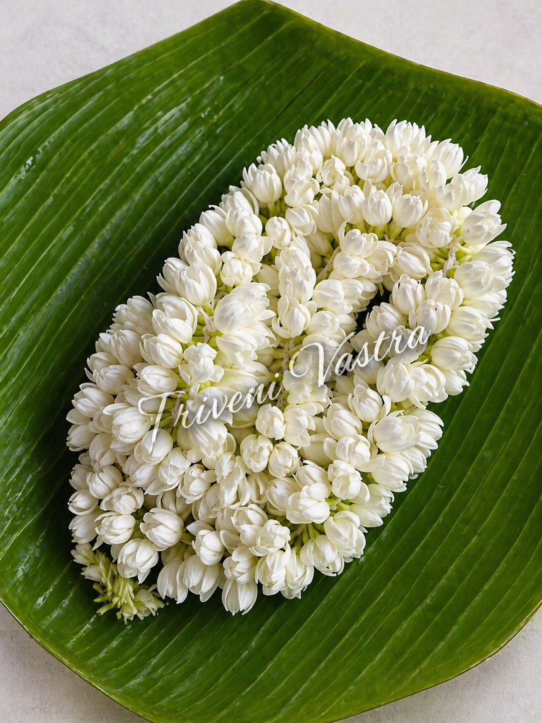 Jasmine flower